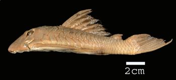 Media type: image; Ichthyology 29051